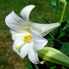 [Easter Lily]
